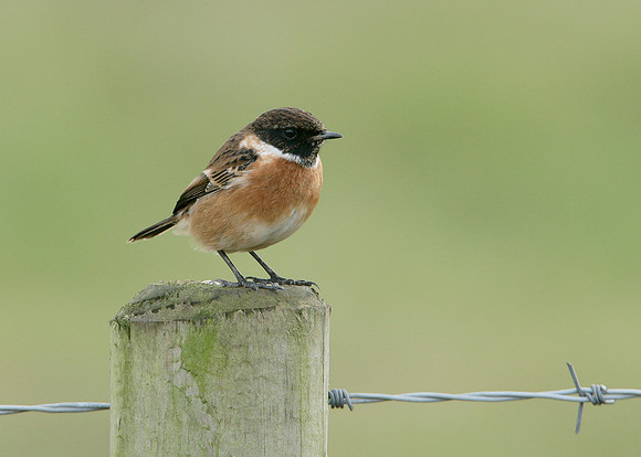 Stonechat Saxicola torquatus