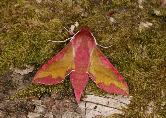 69.017 BF1992 Small Elephant Hawk-moth Deilephila porcellus