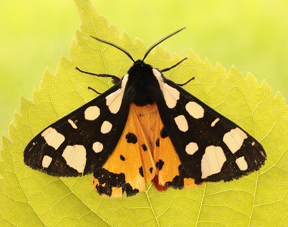 72.027 BF2058 Cream-spot Tiger Arctia villica
