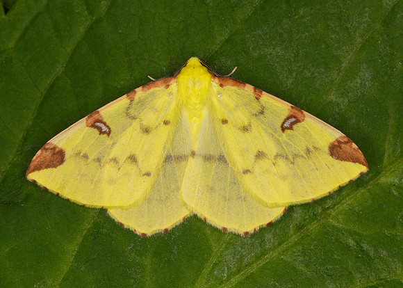 70.226 BF1906 Brimstone Opisthograptis luteolata