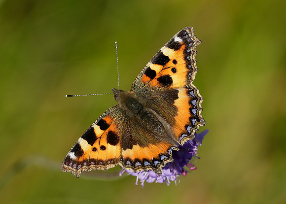 Small Tortoiseshell Aglais urticae
