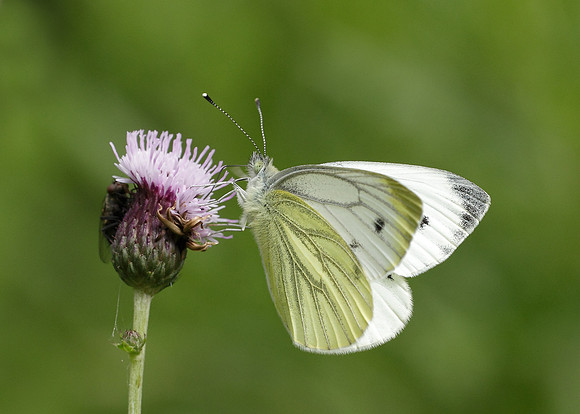 Green-veined White Pieris napi