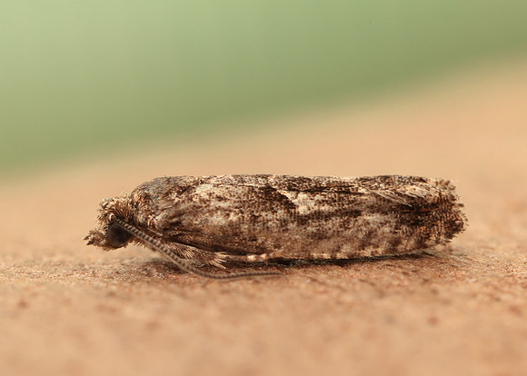 49.240 BF1136 Epinotia immundana