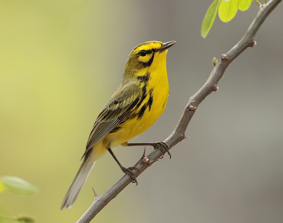 Prairie Warbler Setophaga discolor