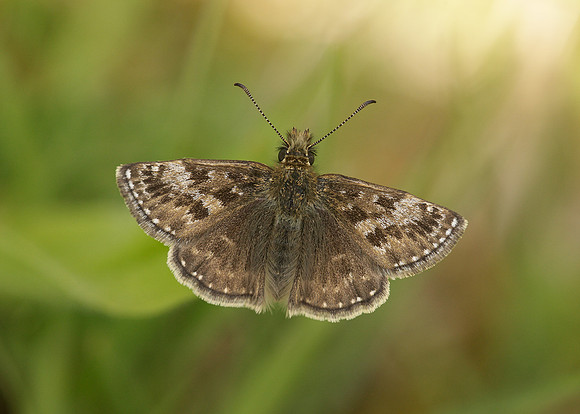 Dingy Skipper Erynnis tages
