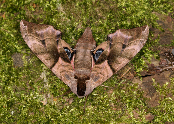 69.002 BF1980 Eyed Hawk-moth Smerinthus ocellata