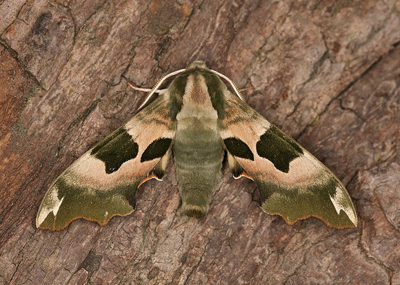69.001 BF1979 Lime Hawk-moth Mimas tiliae