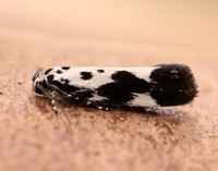 33.002 BF719 Ethmia quadrillella