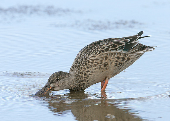 Shoveler Anas clypeata