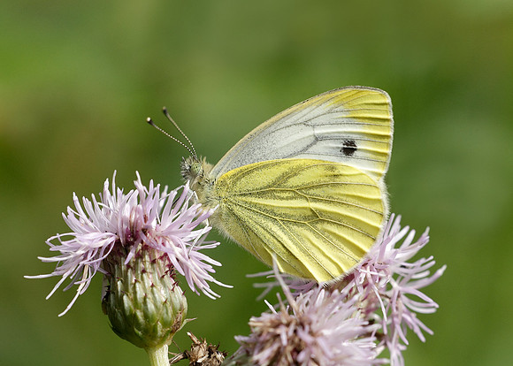 Green-veined White Pieris napi