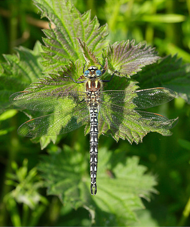 Hairy Dragonfly Brachytron pratense