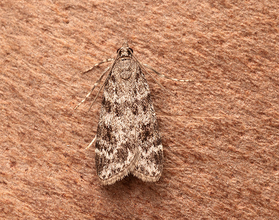 63.064 BF1334 Scoparia ambigualis