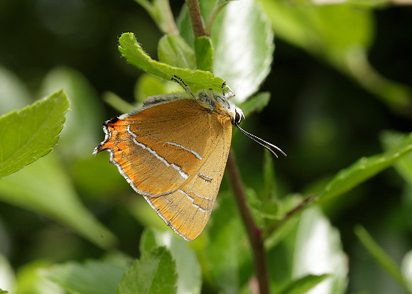 Brown Hairstreak Thecla betulae
