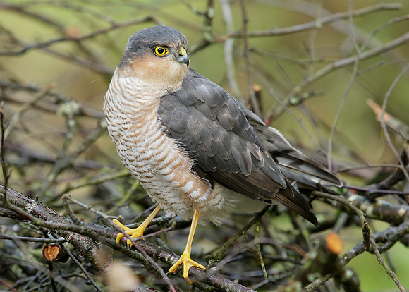 Sparrowhawk Accipiter nisus