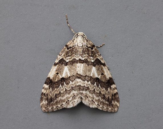 70.109 BF1797 Autumnal Moth Epirrita autumnata