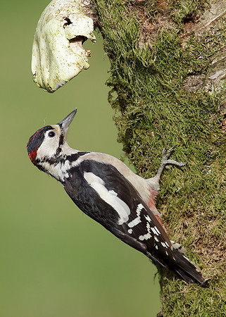 Great Spotted Woodpecker Dendrocopus major