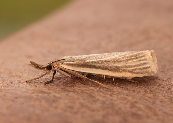 63.088 BF1302 Crambus perlella