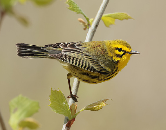 Prairie Warbler Setophaga discolor