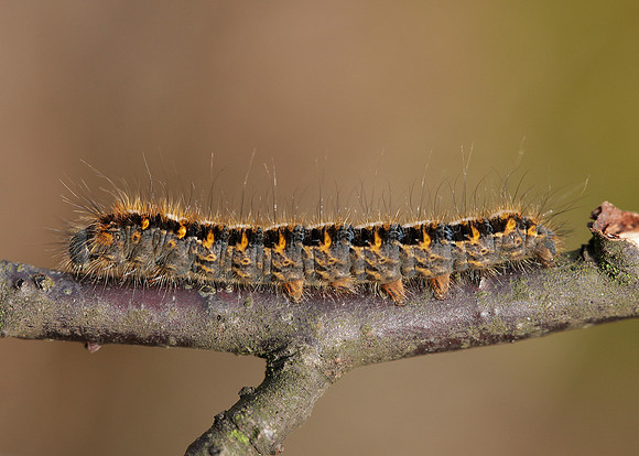 66.007 BF1637 Oak Eggar Lasiocampa quercus