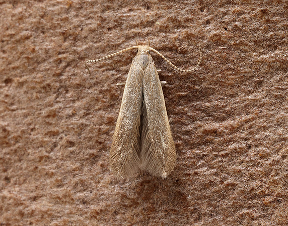 37.007 BF492 Coleophora flavipennella