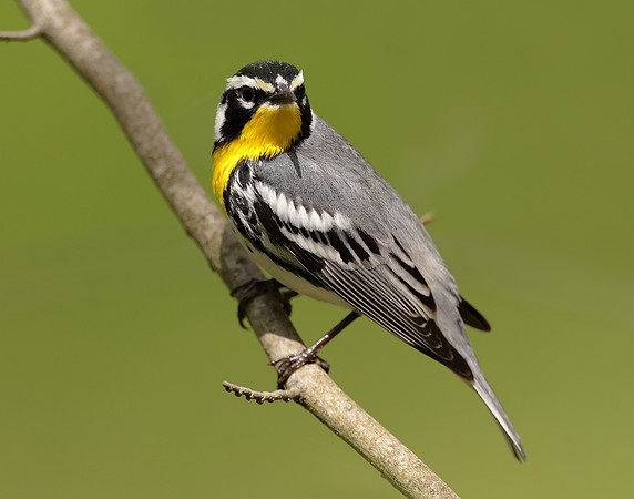 Yellow-throated Warbler  Setophaga dominica