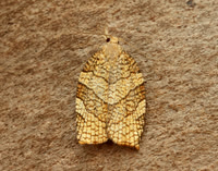 49.024 BF969 Chequered Fruit-tree Tortrix Pandemis corylana