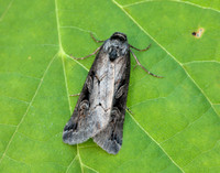 73.061 BF2394 Anomalous Stilbia anomala