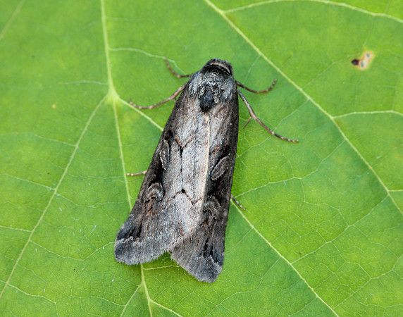 73.061 BF2394 Anomalous Stilbia anomala