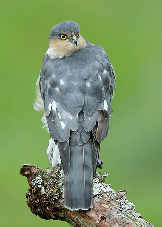 Sparrowhawk Accipiter nisus