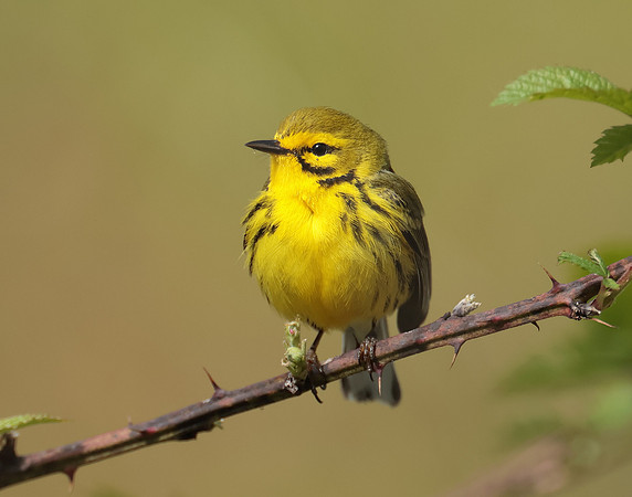 Prairie Warbler Setophaga discolor