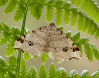 70.211 BF1889 Peacock Moth Macaria notata