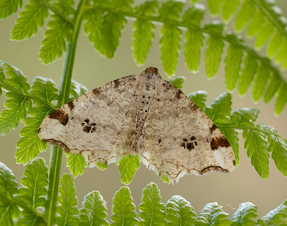 70.211 BF1889 Peacock Moth Macaria notata