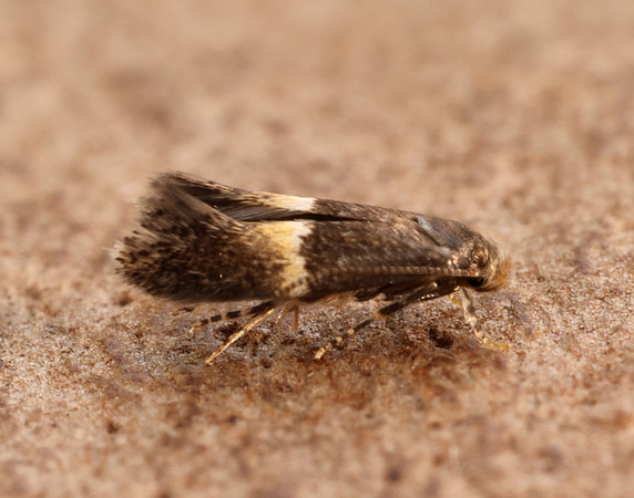 38.018 BF623 Elachista bisulcella