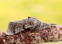 72.016 BF2027 Dark Tussock Dicallomera fascelina