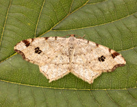 70.211 BF1889 Peacock Moth Macaria notata