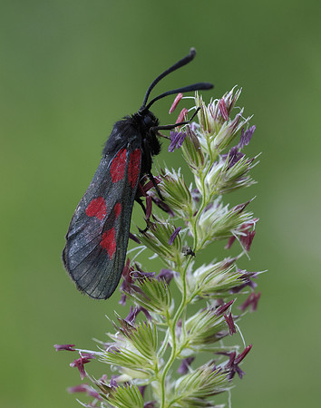 54.007 BF168 New Forest Burnet Zygaena viciae