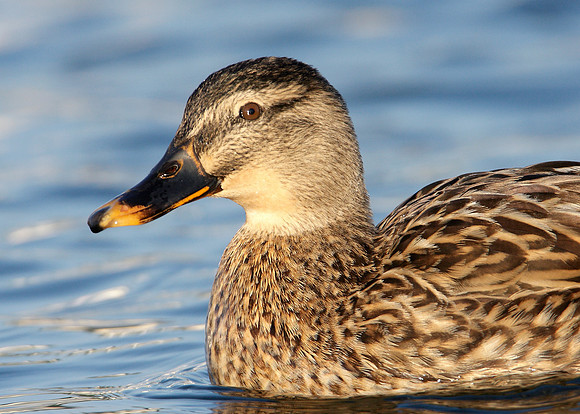 Mallard Anas platyrhynchos