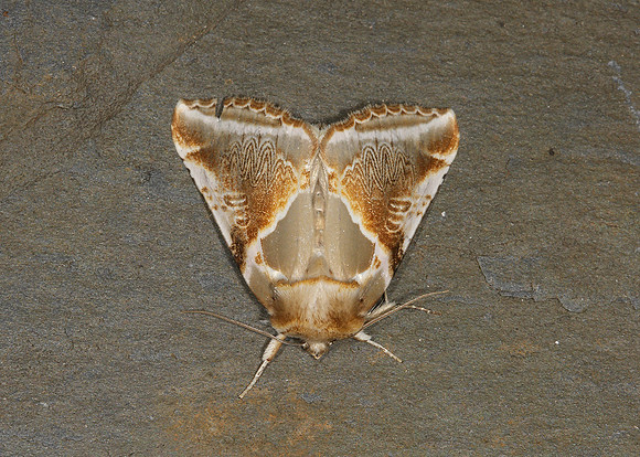 65.009 BF1653 Buff Arches Habrosyne pyritoides