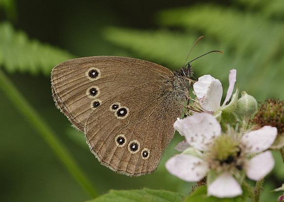 Ringlet Aphantopus hyperantus