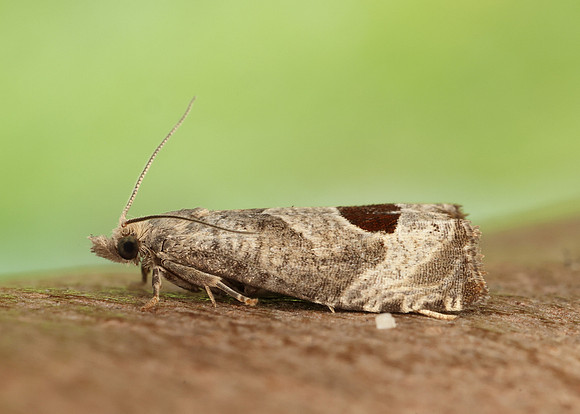 49.294 BF1175 Bramble Shoot Moth Notocelia uddmanniana