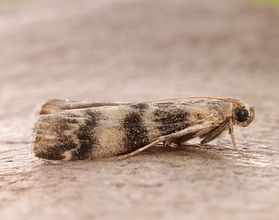 62.048 BF1470 Euzophera pinguis