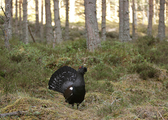Capercaillie Tetrao urogallus