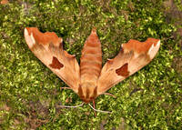 69.001 BF1979 Lime Hawk-moth Mimas tiliae