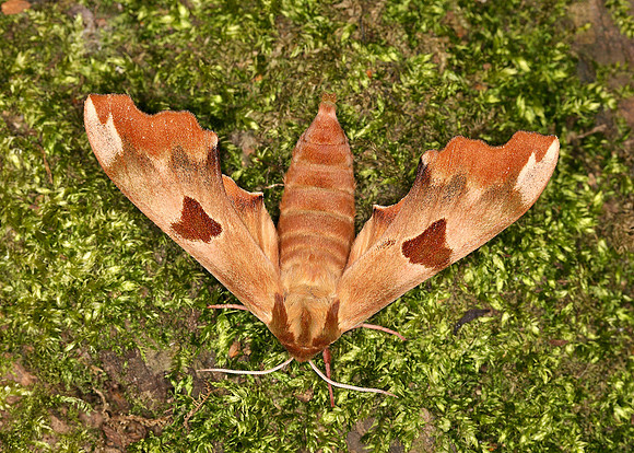 69.001 BF1979 Lime Hawk-moth Mimas tiliae