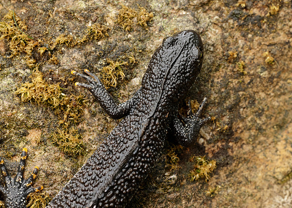 Great Crested Newt Triturus cristatus;