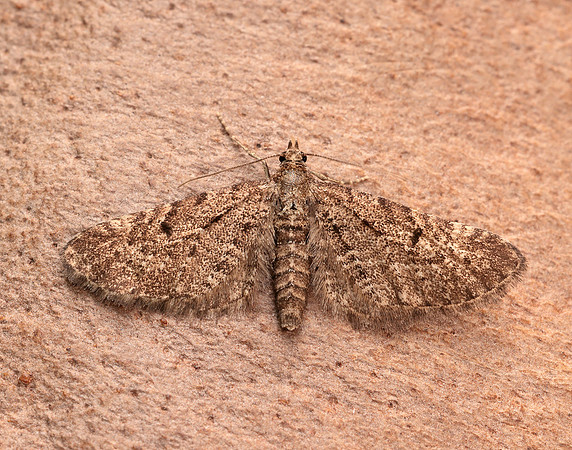 70.176 BF1827 Freyer's Pug Eupithecia intricata