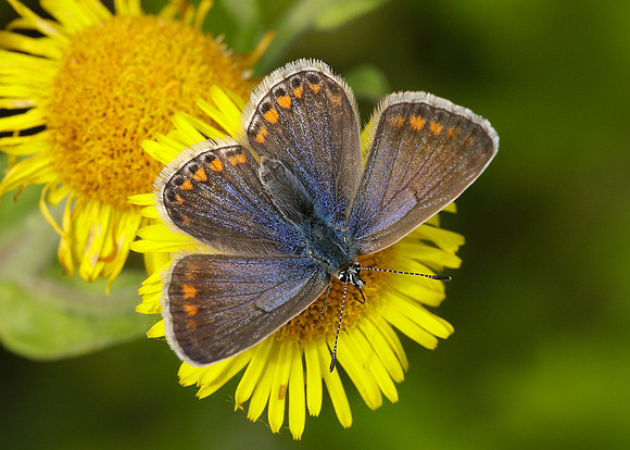 Common Blue Polyommatus icarus