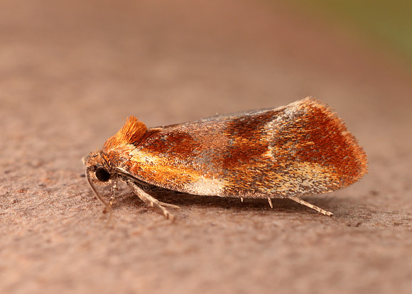 49.090 BF1015 Eulia ministrana