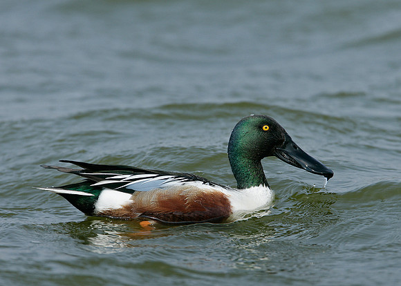 Shoveler Anas clypeata