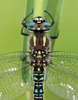 Hairy Dragonfly Brachytron pratense